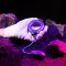 Ерекційне віброкільце з віброяйцем Hueman - Eclipse Anal Vibrator